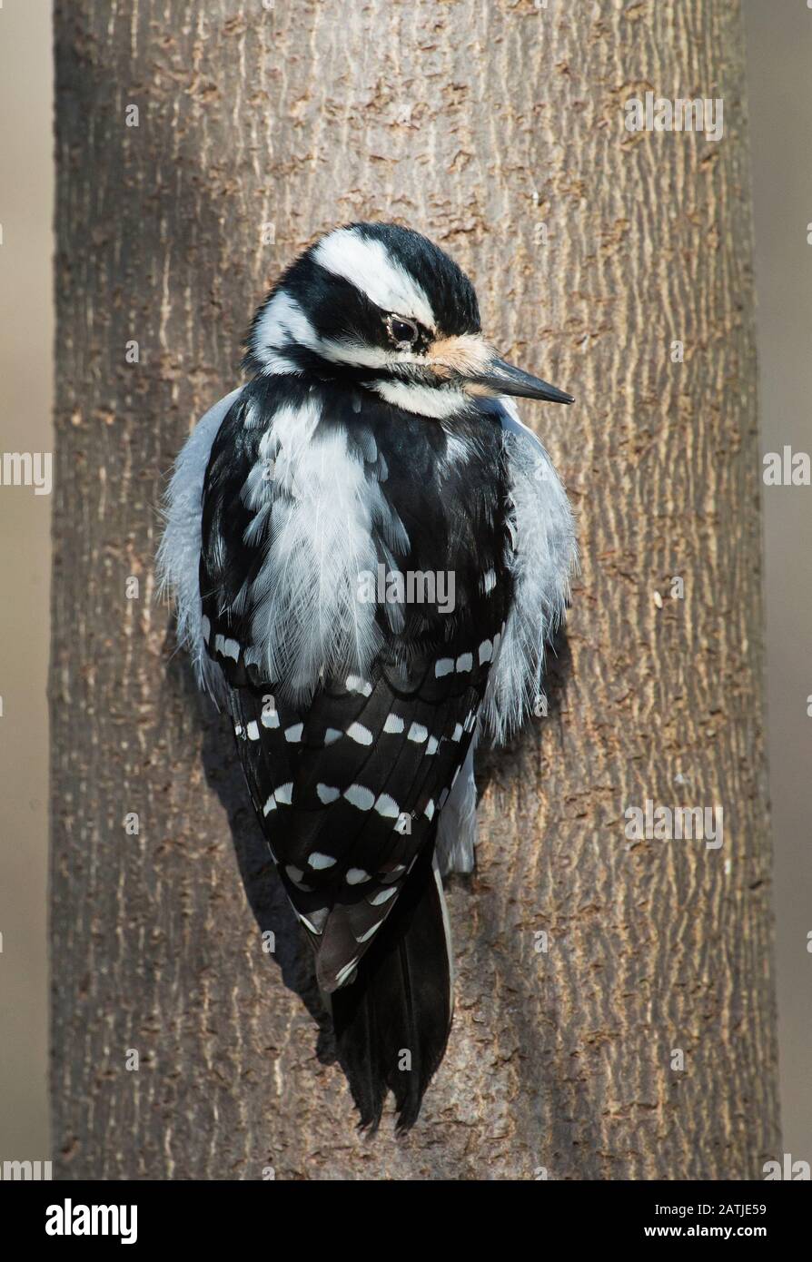 Pic chevelu femelle Banque D'Images