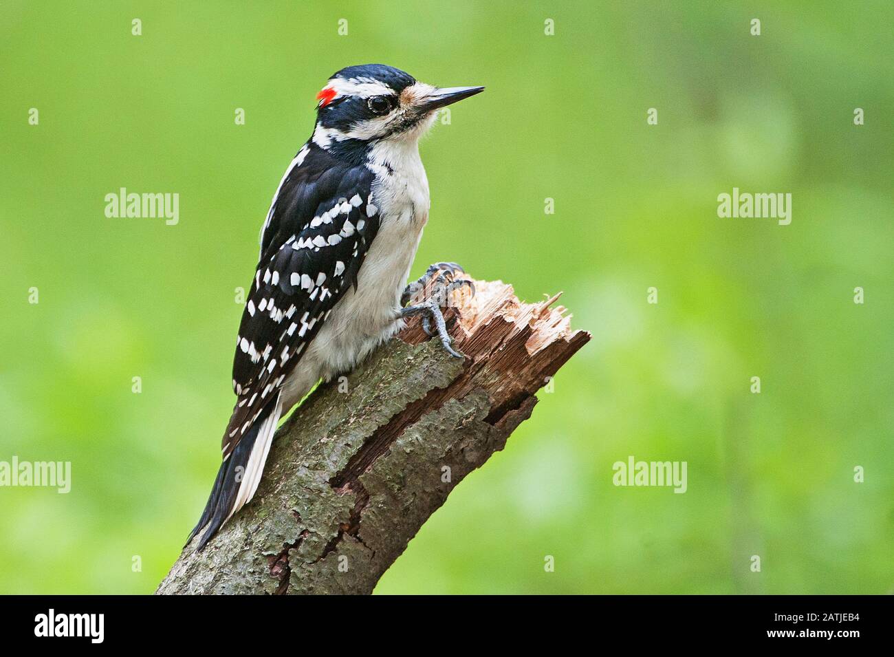 Pic chevelu mâle Banque D'Images