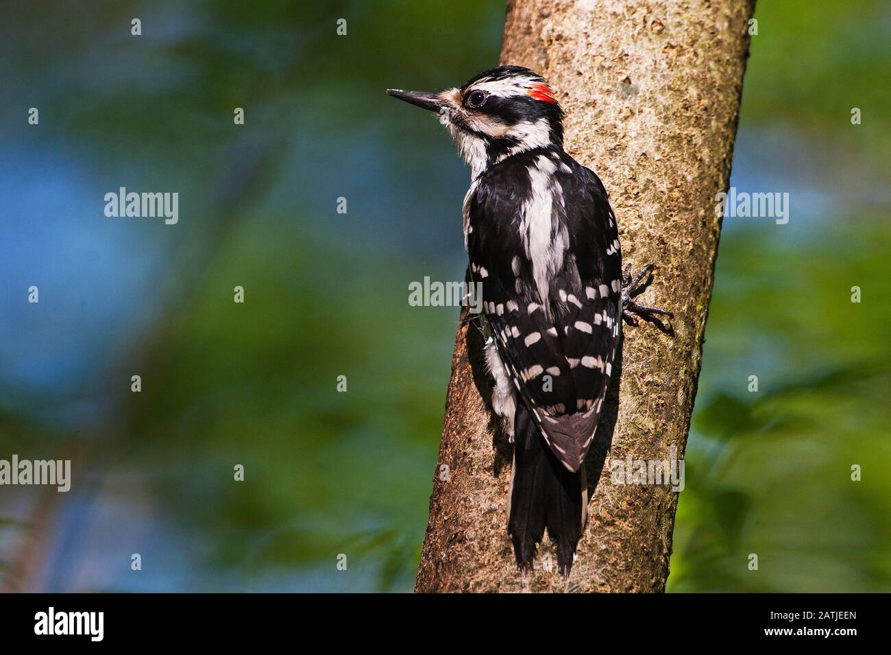 Pic chevelu mâle Banque D'Images