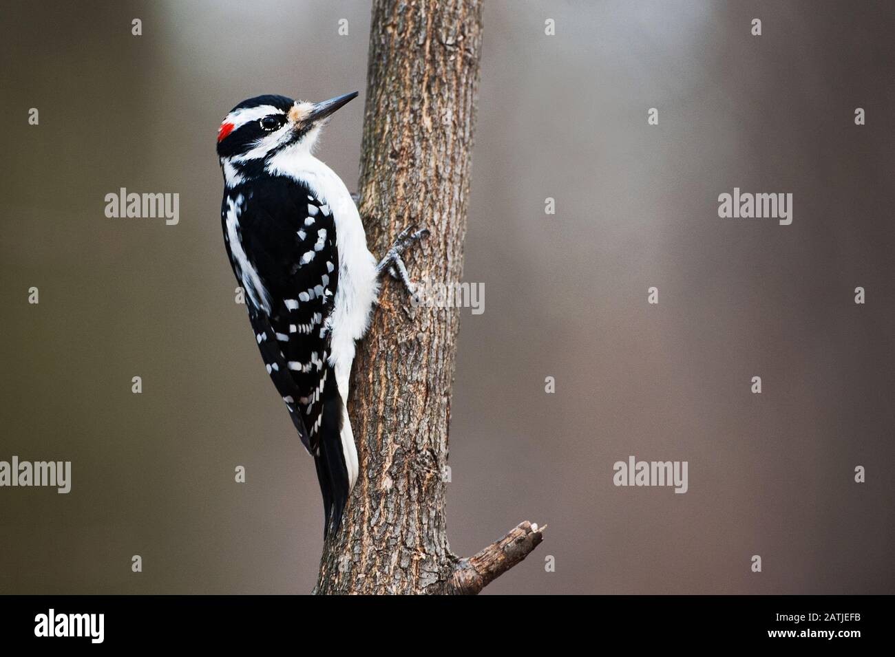 Pic chevelu mâle Banque D'Images
