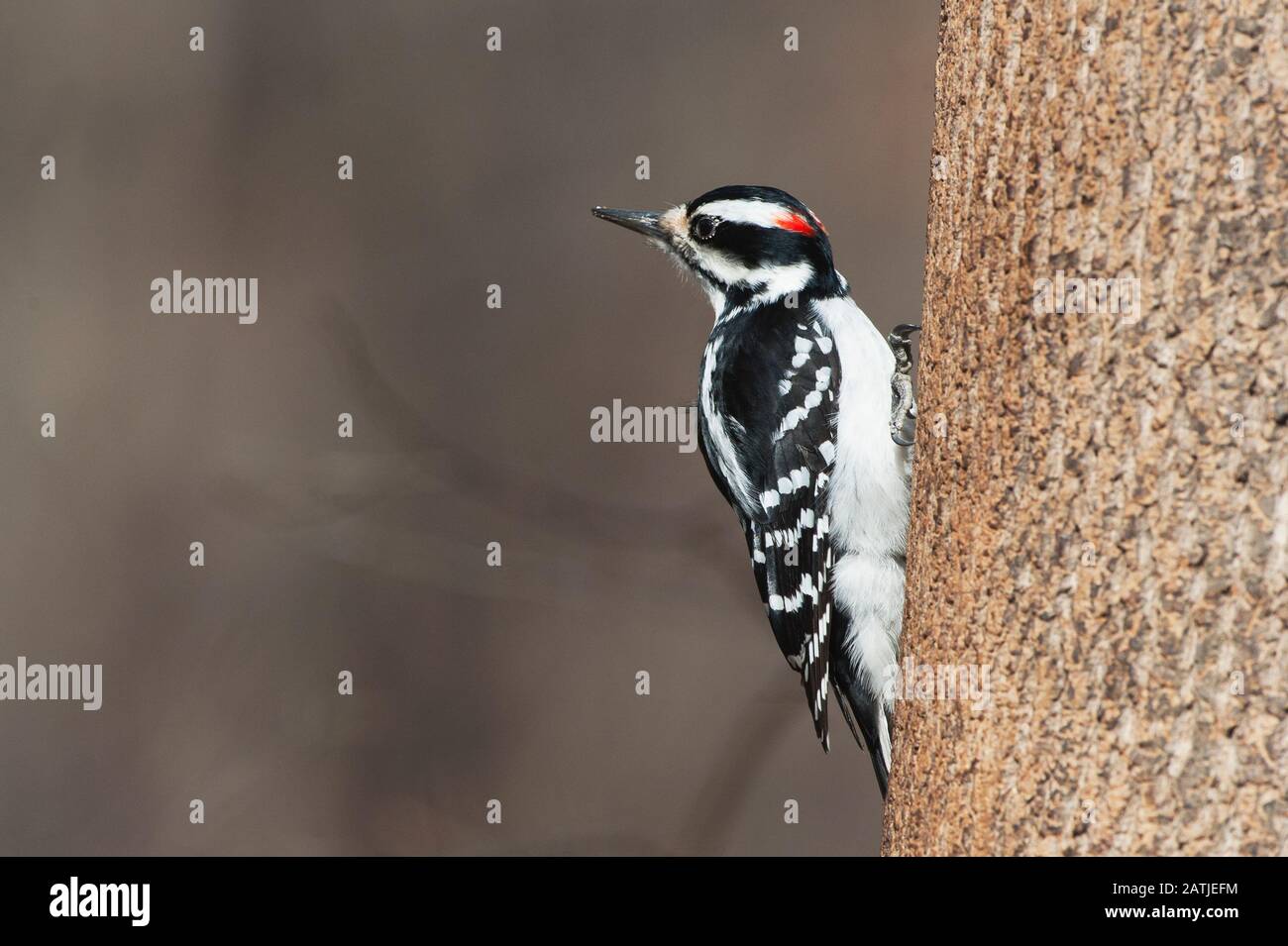 Pic chevelu mâle Banque D'Images