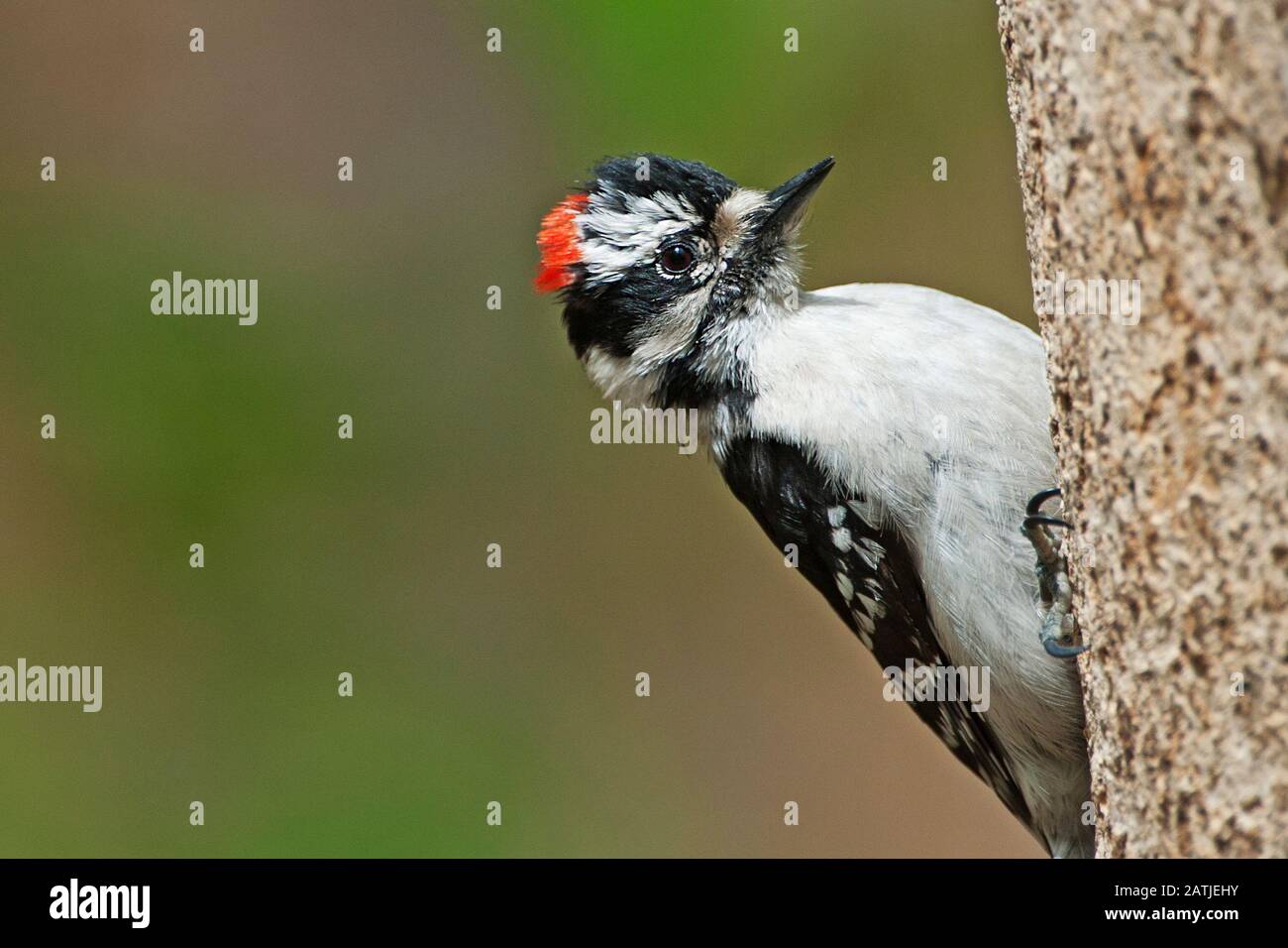 Gros plan sur le pic de bois vers le bas Banque D'Images