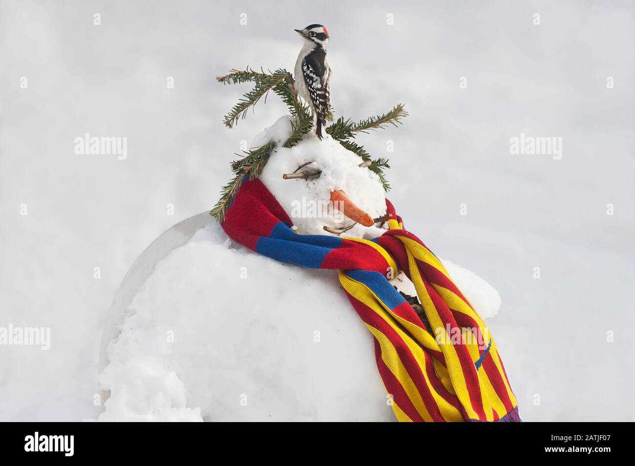 Pic en bois perché sur un bonhomme de neige portant un foulard de l'équipe de football d'Arsenal Banque D'Images