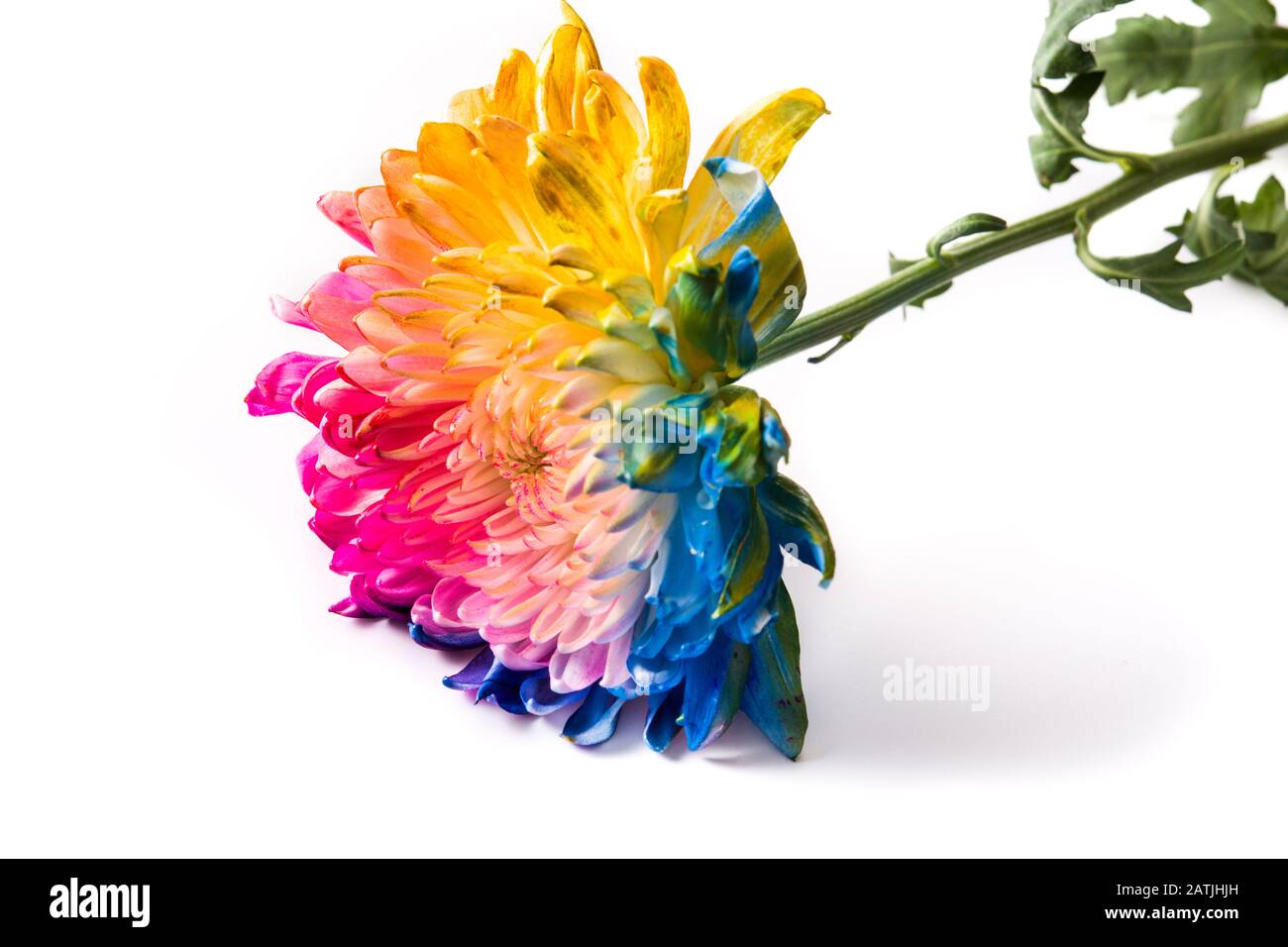 Fleur multicolore isolée sur fond blanc Banque D'Images