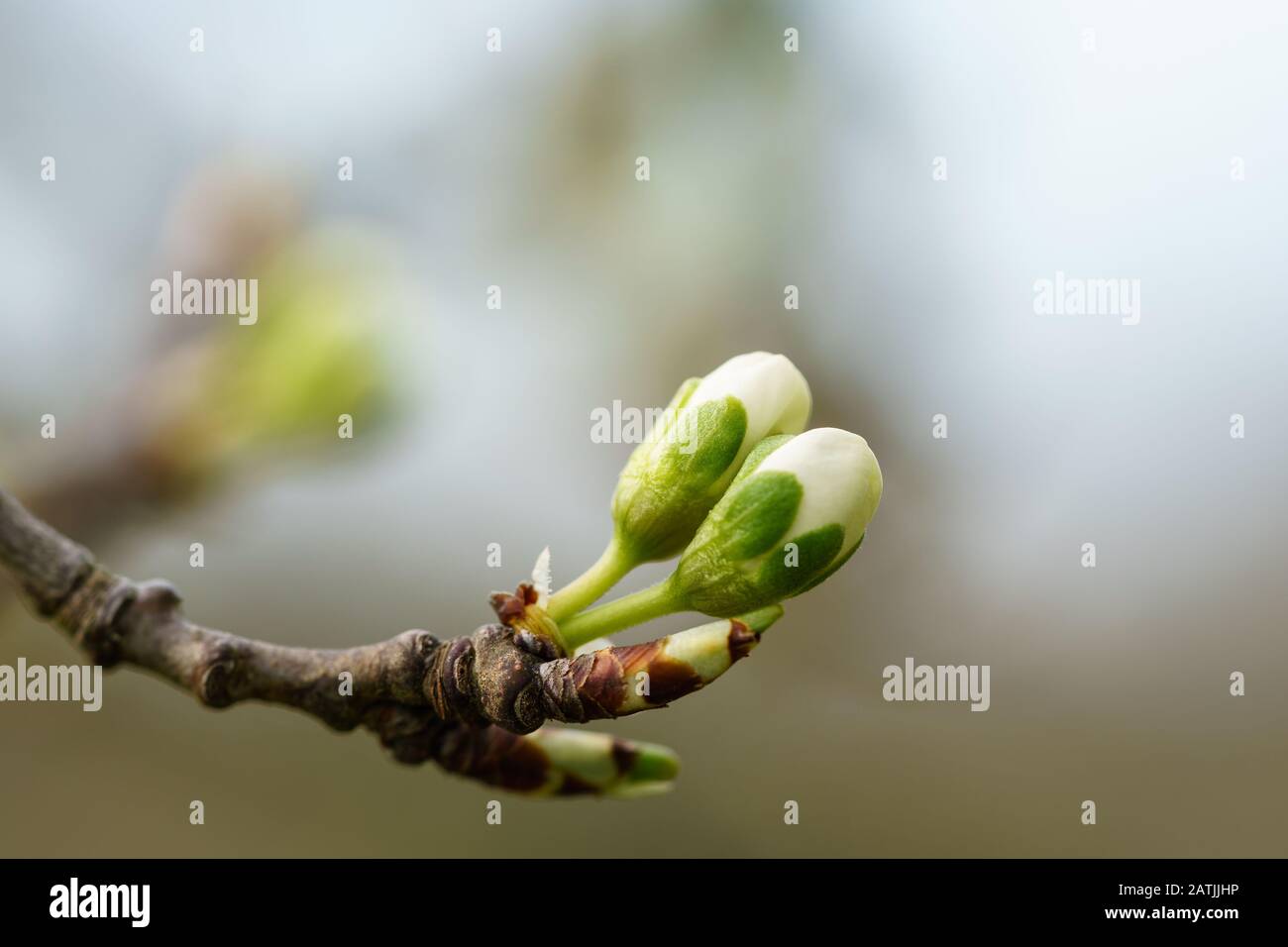Les bourgeons hivernaux d'un cerisier (prunus avium) avec des sépales verts et des pétales blancs s'éplorent dans le verger allemand au printemps. Macro gros plan, flou d'arrière-plan Banque D'Images