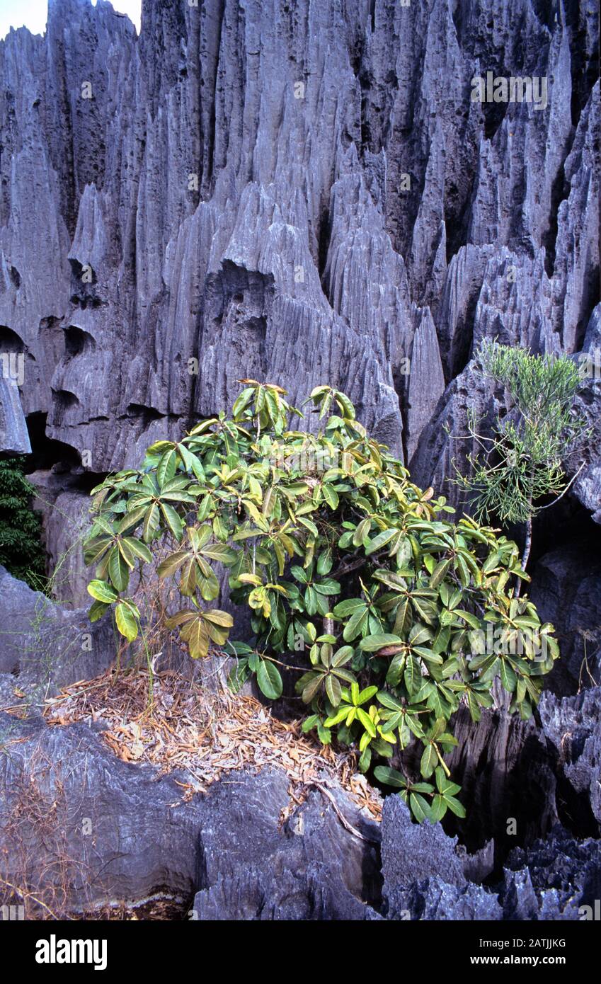 Arbre Fig Tropical Ficus Baronii & Tsingy De Bemaraha Réserve Naturelle Stricte, Parc National Et Patrimoine Mondial De L'Unesco Sire Western Madagascar Banque D'Images