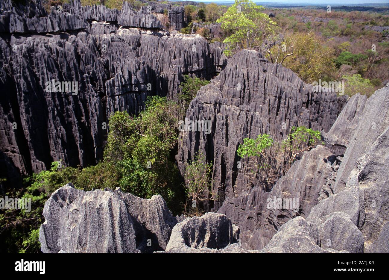 Vue panoramique sur les Affleurements de Karst ou de Limestone de la Réserve naturelle Stricte Tsingy de Bemmaraha, du parc national ou du site du patrimoine mondial de l'UNESCO à l'ouest de Madagascar Banque D'Images