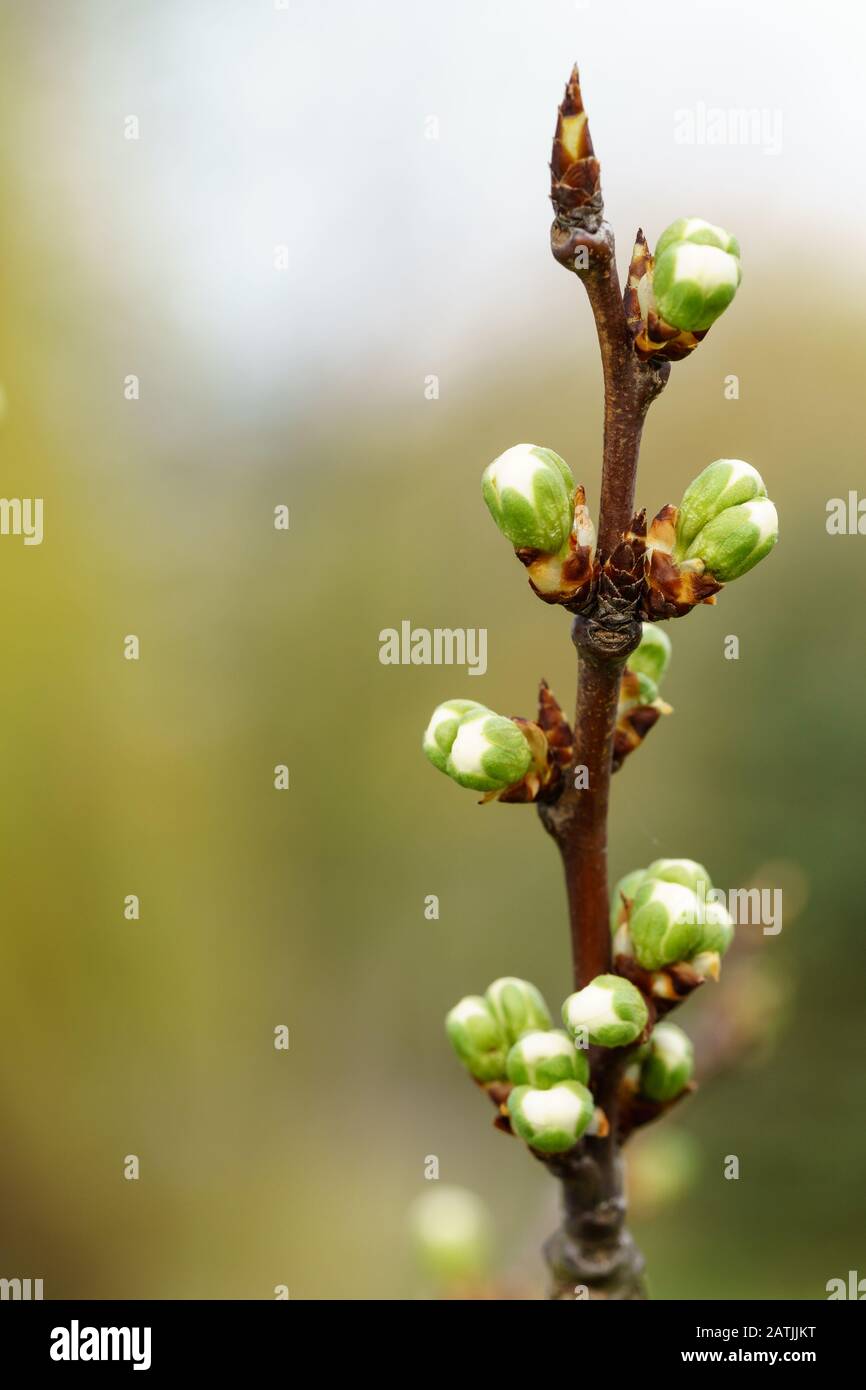 Les bourgeons hivernaux d'un cerisier (prunus avium) avec des sépales verts et des pétales blancs s'éplorent dans le verger allemand au printemps. Macro gros plan, flou d'arrière-plan Banque D'Images