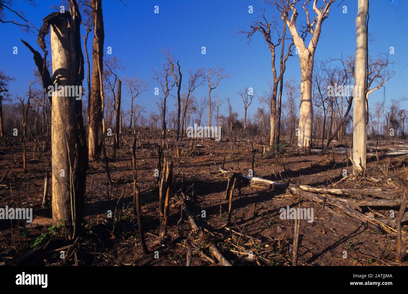 Agriculture ou Culture à la barre oblique, ou Culture à l'aide d'une jachère de feu, et Déforestation à Madagascar Banque D'Images