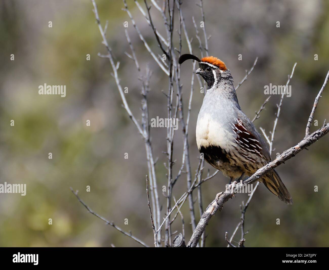 Un mâle Gambel's Quail est assis haut sur un arbre sans feuilles pour appeler un ami. Banque D'Images