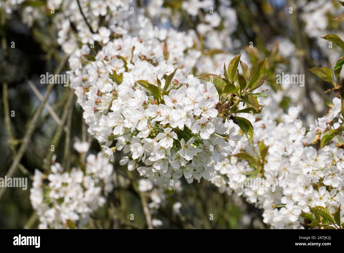 Le Cerisier 'William's seedling' en fleurs au printemps. Banque D'Images