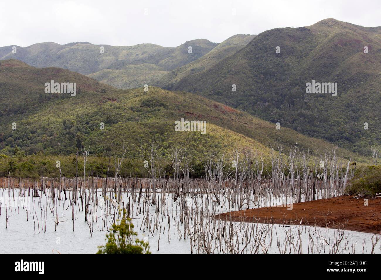 Le parc de la rivière Bleue en NouvelleCalédonie Photo Stock Alamy