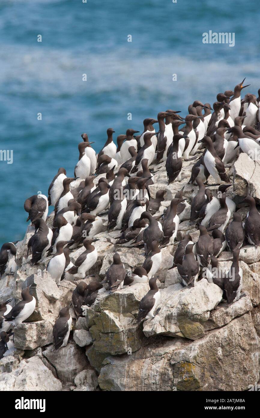 Guillemots communs ou Guillemots communs, Uria aalge, colonie nichant sur les falaises. Castlemartin, Pembrokeshire, Pays De Galles, Royaume-Uni Banque D'Images