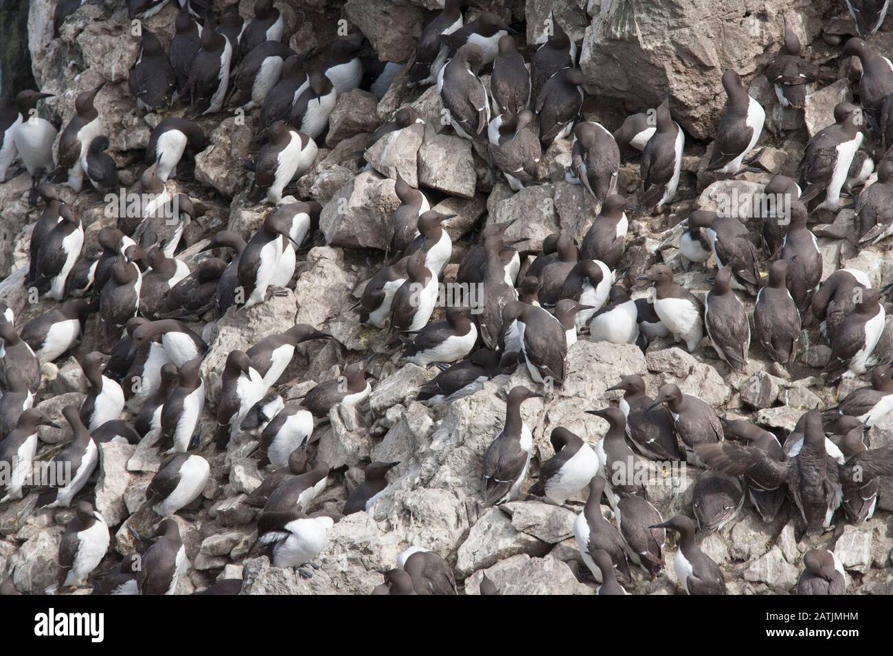 Guillemots communs ou Guillemots communs, Uria aalge, colonie nichant sur les falaises. Castlemartin, Pembrokeshire, Pays De Galles, Royaume-Uni Banque D'Images