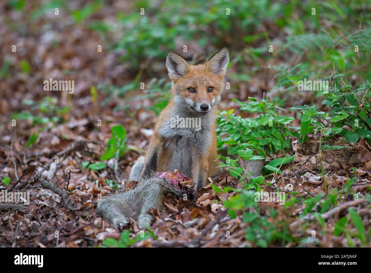 Renard Mort Banque D Image Et Photos Alamy