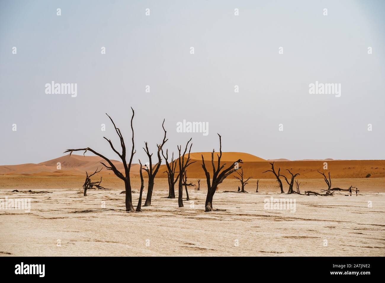 Sable du désert de Deadvlei à Sossusvlei Namibie Afrique Banque D'Images
