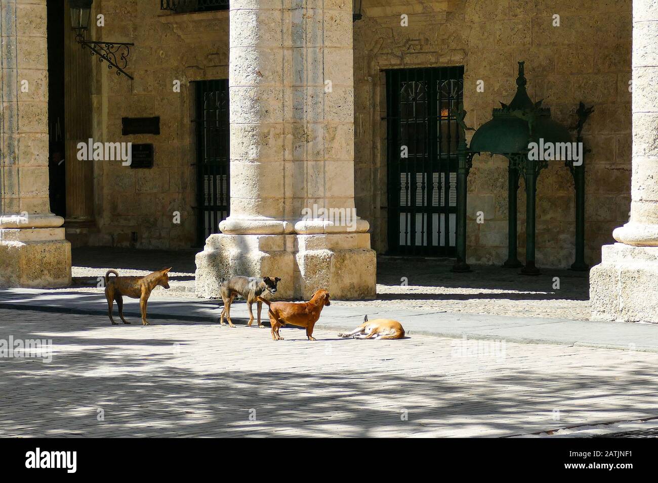Chiens errants dans les rues la Havane Cuba 02/04/22018 Banque D'Images