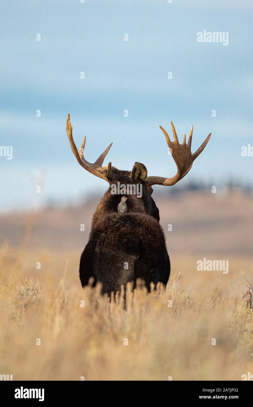 L'orignal, Parc National de Grand Teton, Wyoming, USA Banque D'Images L'orignal, Parc National de Grand Teton, Wyoming, USA Banque D'Images