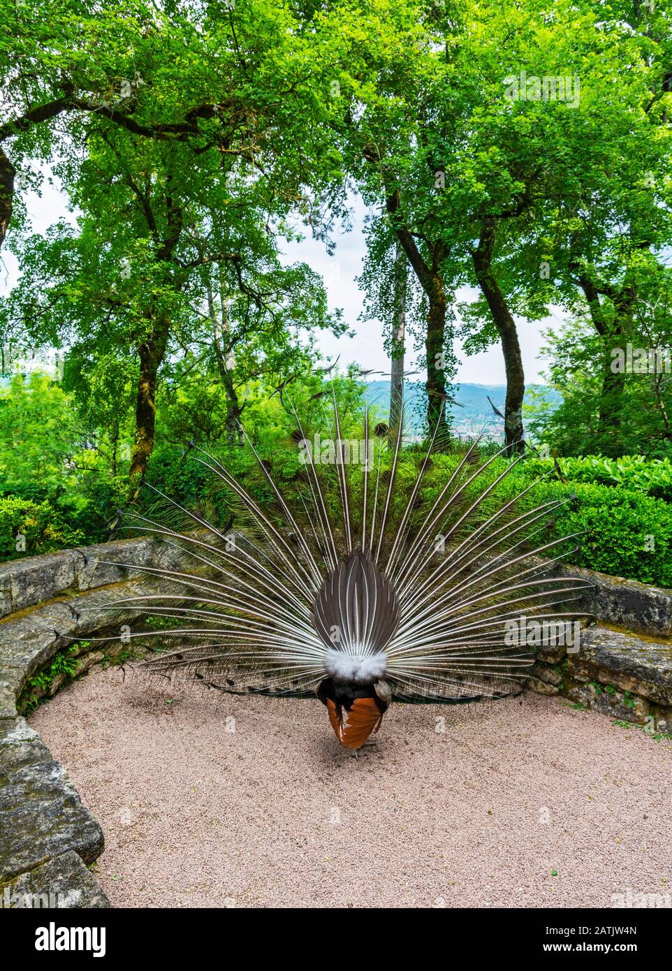 France, Dordogne, Vezac, Jardins de Marqueyssac, exposition de plumes de paon vue de l'arrière Banque D'Images