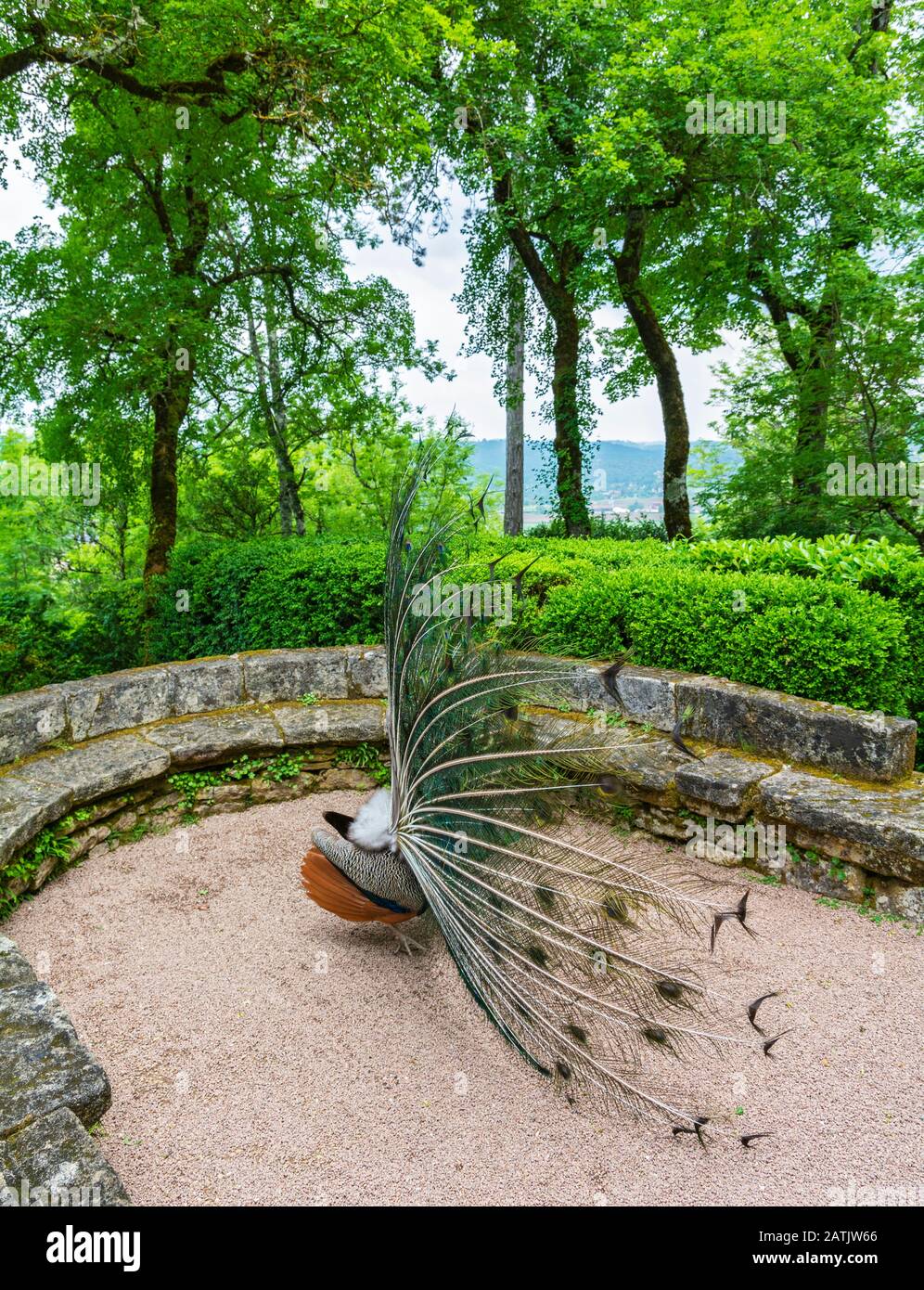 France, Dordogne, Vezac, Jardins de Marqueyssac, exposition de plumes de paon vue de côté Banque D'Images