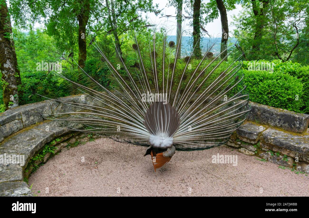 France, Dordogne, Vezac, Jardins de Marqueyssac, exposition de plumes de paon vue de l'arrière Banque D'Images