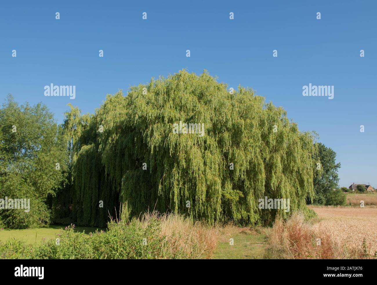 Arbre de saule pleurant (Salix babylonica) sur Le Côté d'un étang Recouvert de Duckweed dans un jardin de campagne dans le Warwickshire rural, Angleterre, Royaume-Uni Banque D'Images