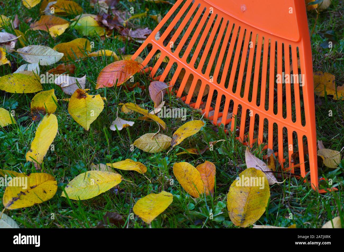Gros plan sur les feuilles et le râteau. Travaux de nettoyage d'automne. Banque D'Images