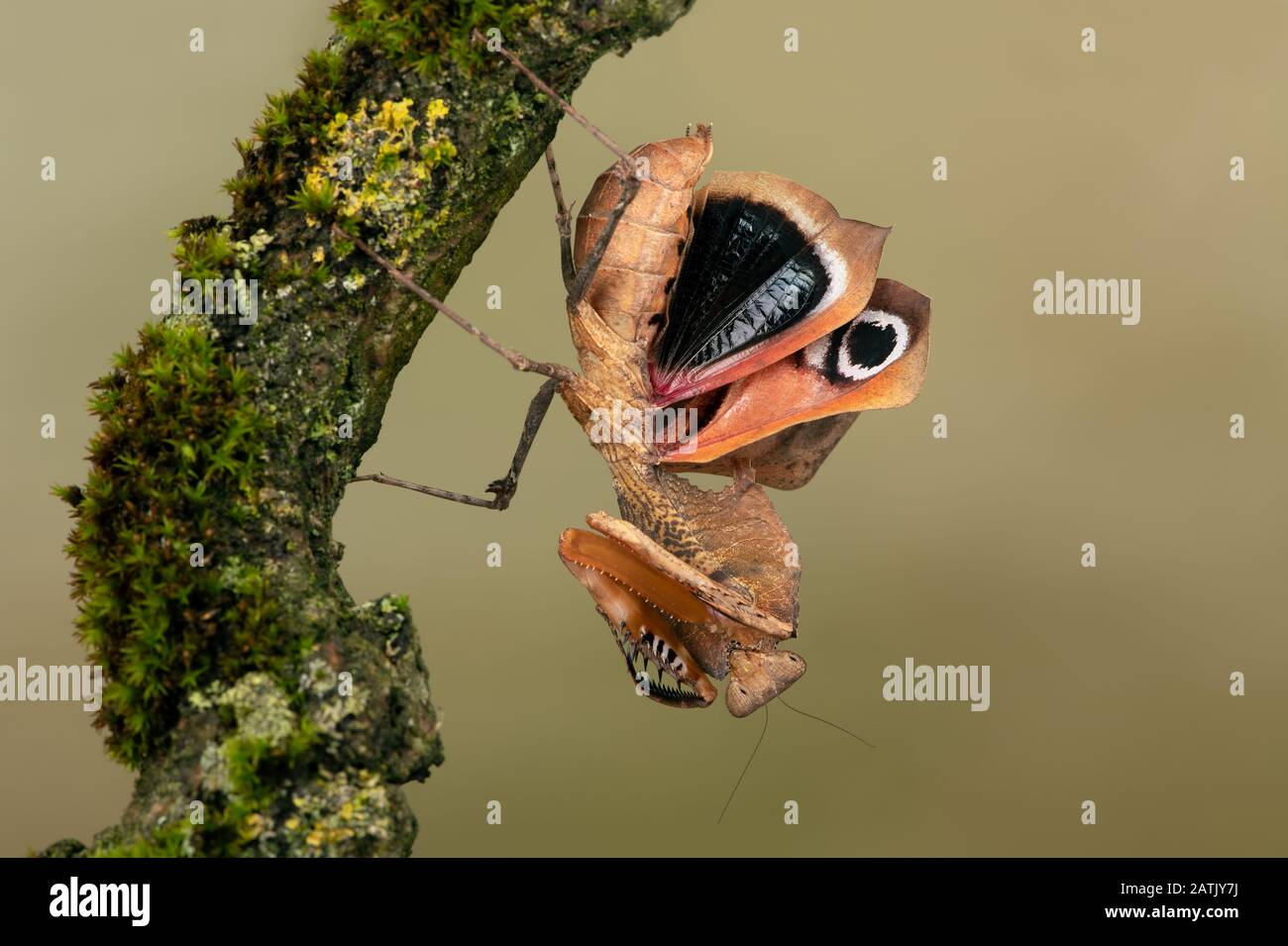 Mantis des feuilles mortes (Deroplatys dessicata) montrant l'affichage de la menace Banque D'Images