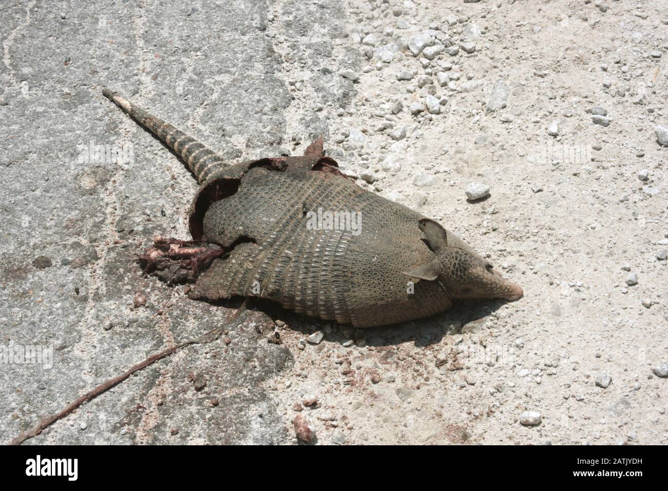 Armadillo tué par voiture sur la route Banque D'Images