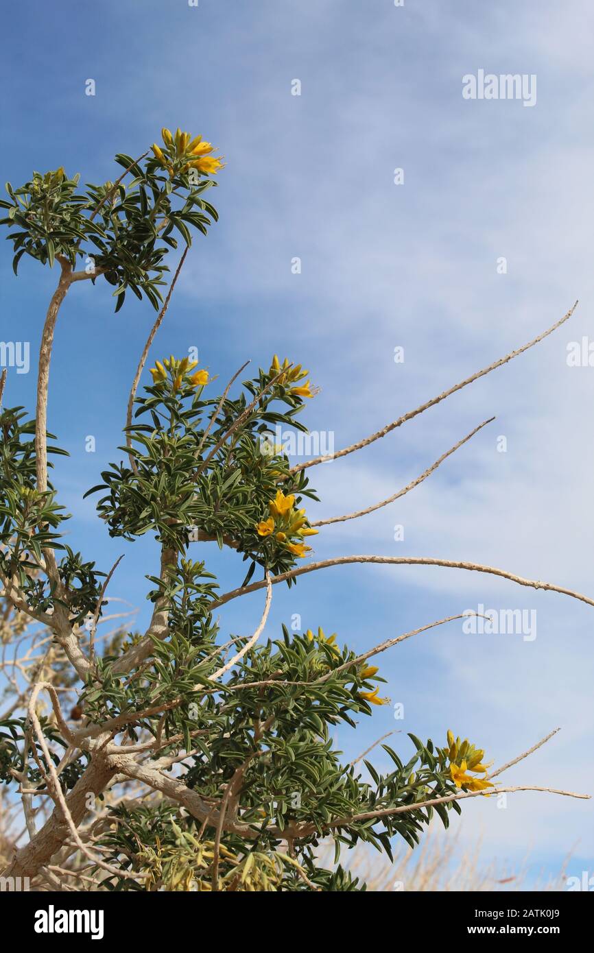Les phytochimiques exuant connus sous le nom De Composés secondaires qui dissuadent les herbivores d'insectes sont Bladderpod, Peritoma Arborea, un désert de Mojave du sud. Banque D'Images