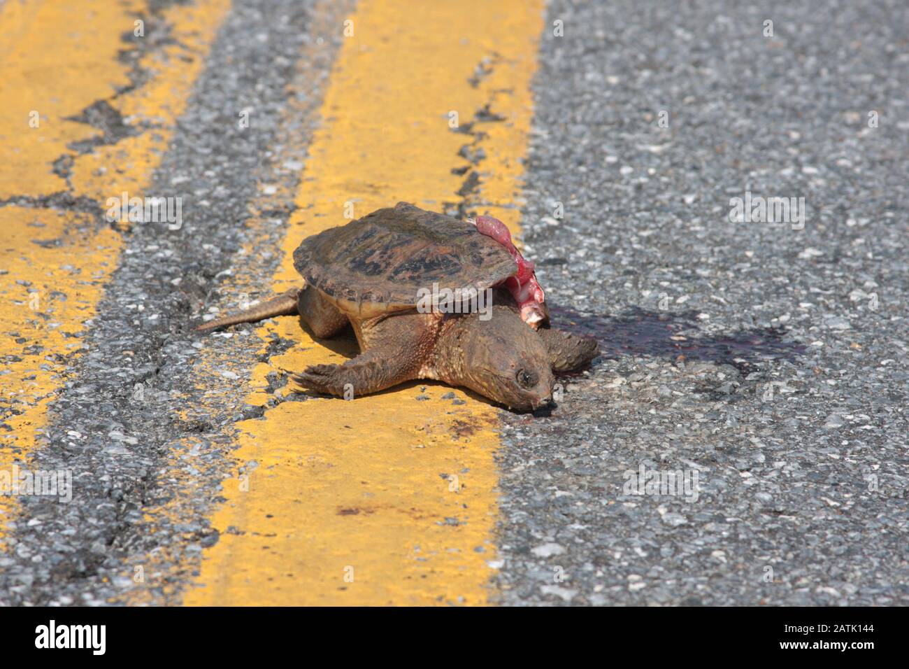 Tortue courbée au milieu de la route Banque D'Images