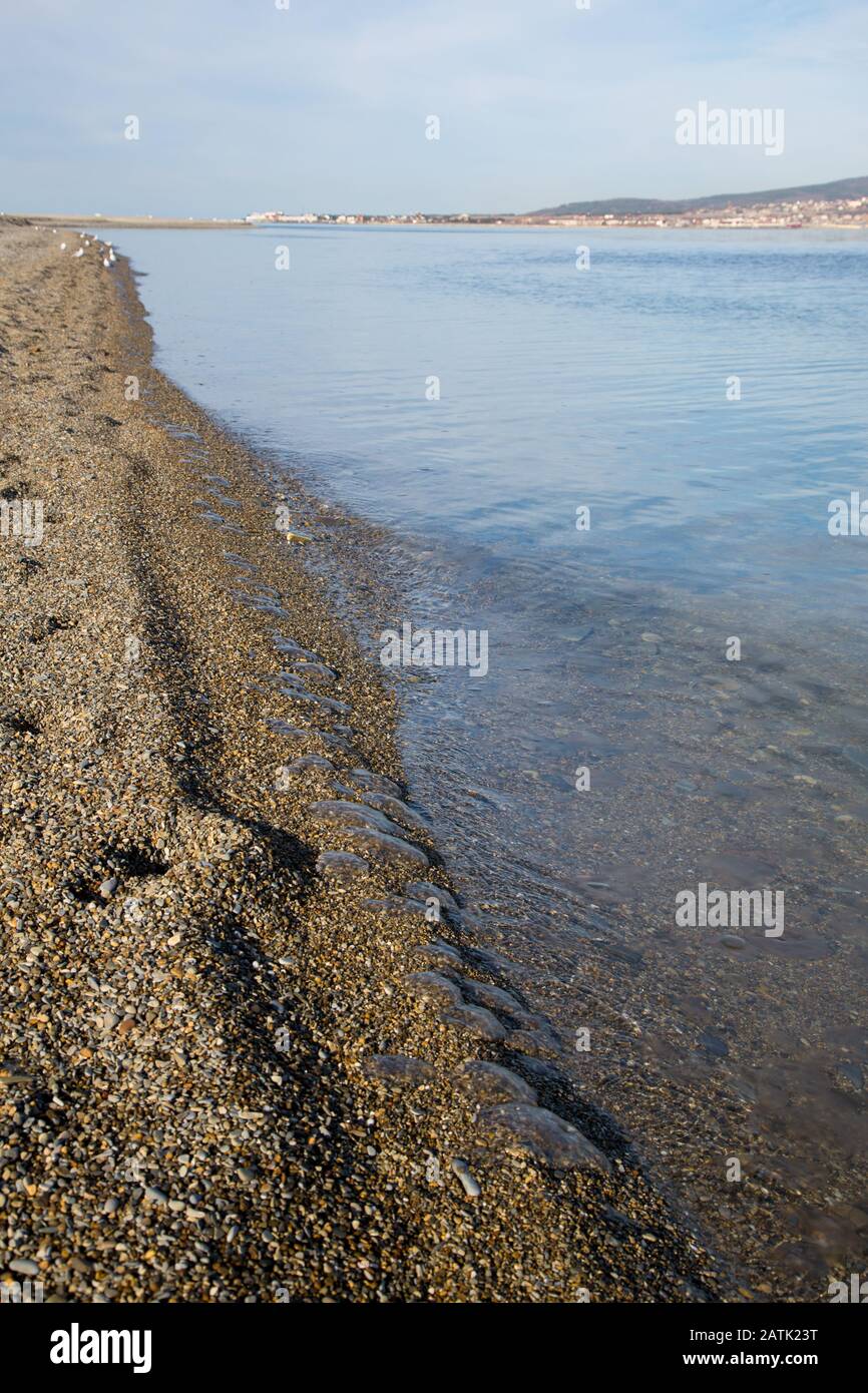Beaucoup de petites méduses mortes gécoutent sur le bord du surf sur une plage de galets de petits cailloux. Banque D'Images