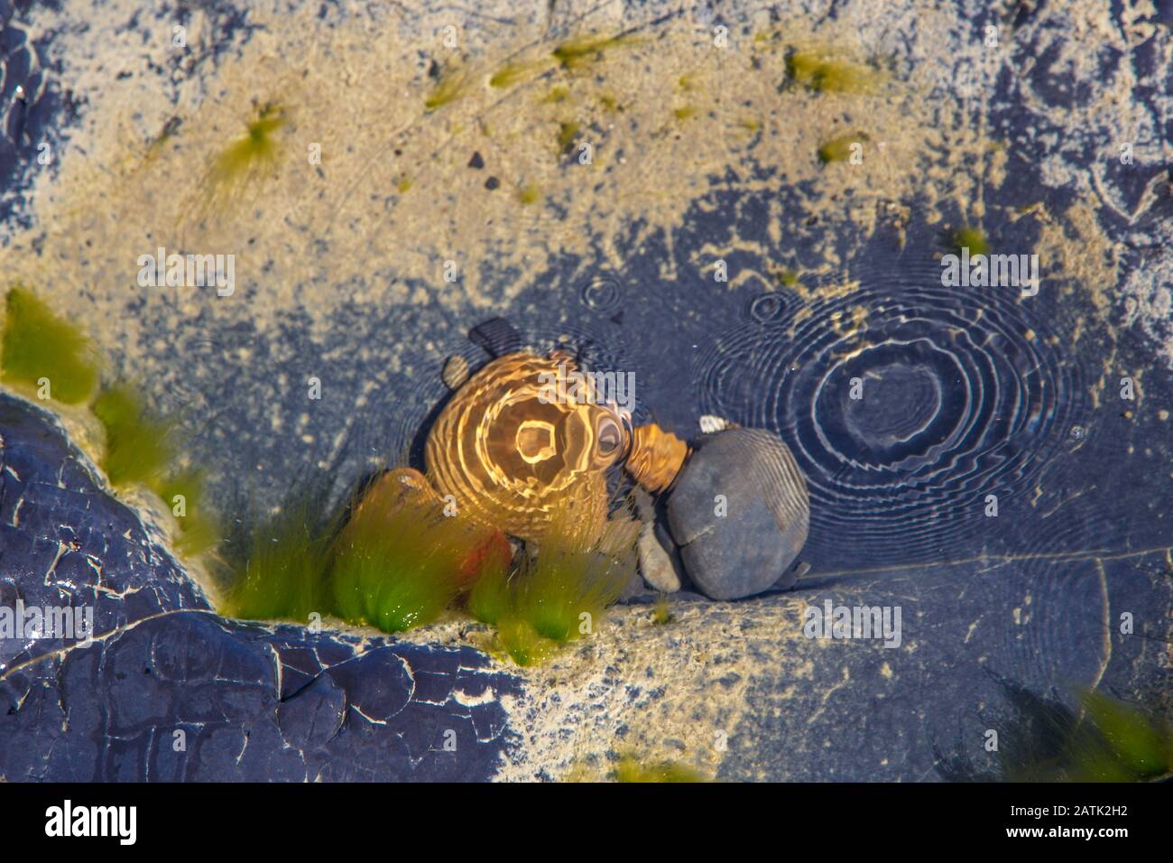 Pierre noire lisse sous une couche d'eau de mer. Contexte. Il y a des algues sur la roche. Cercles sur l'eau à partir de gouttes. Banque D'Images