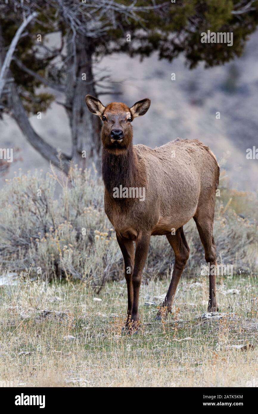 L'Élan, le Parc National de Yellowstone, Wyoming, USA. Banque D'Images