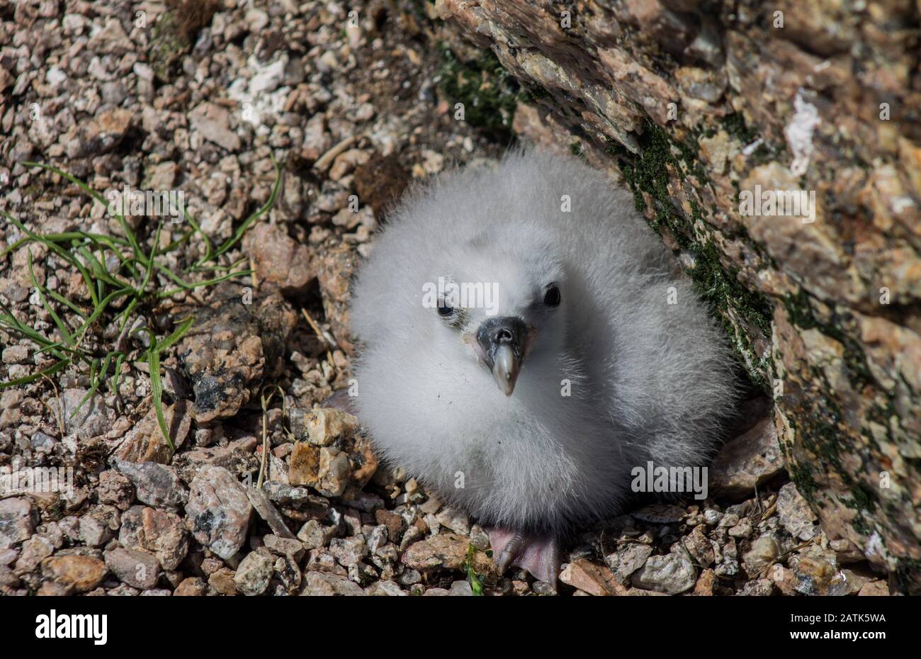 Fulmar du Nord jeune poussin sur le nid sur l'île Funk, Terre-Neuve, Canada Banque D'Images