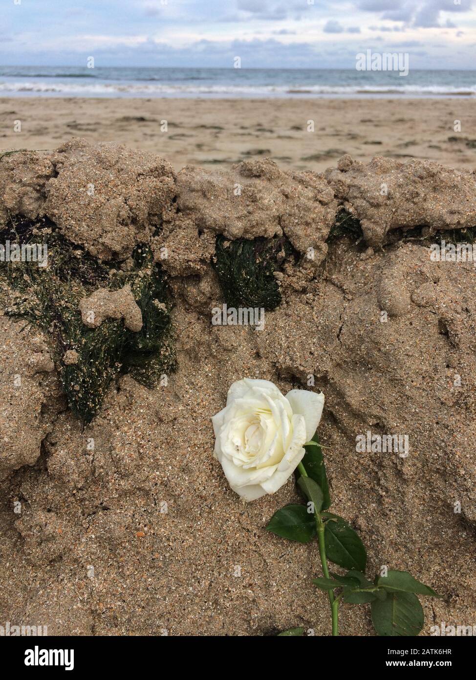 Recife / Pernambuco / Brésil. 2 Février 2020. Une rose est vue sur le sable de la plage de Boa Viagem après une fête religieuse afro-brésilienne en l'honneur de y Banque D'Images