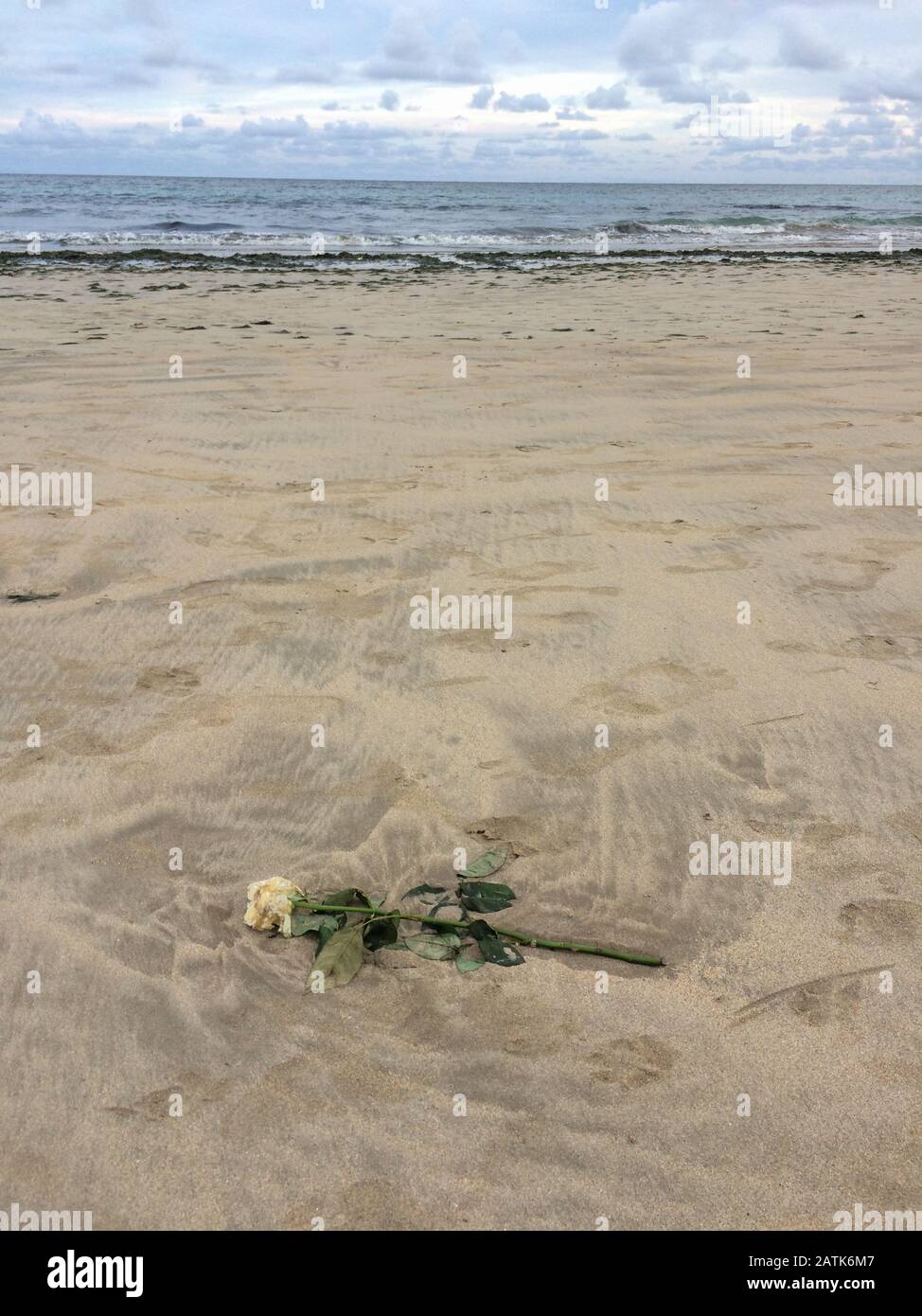 Recife / Pernambuco / Brésil. 2 Février 2020. Une rose est vue sur le sable de la plage de Boa Viagem après une fête religieuse afro-brésilienne en l'honneur de y Banque D'Images