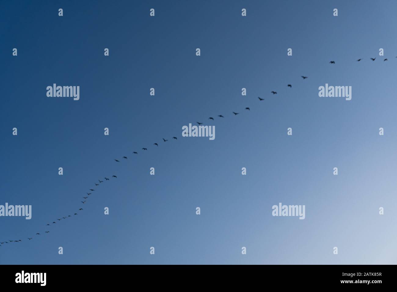 Un groupe d'oiseaux volant dans le ciel bleu Banque D'Images