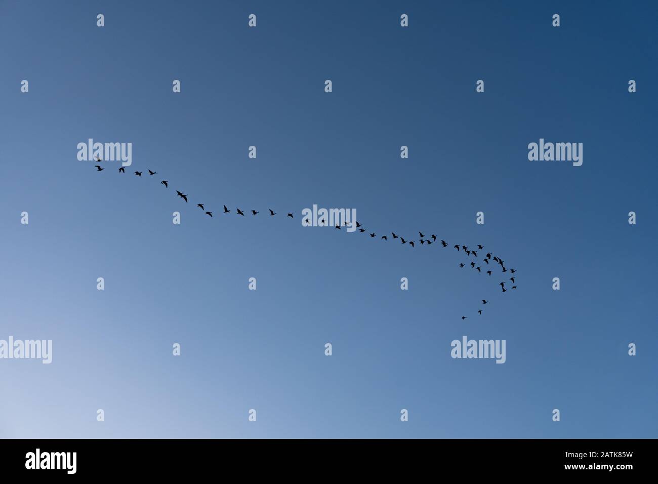 Un groupe d'oiseaux volant dans le ciel bleu Banque D'Images