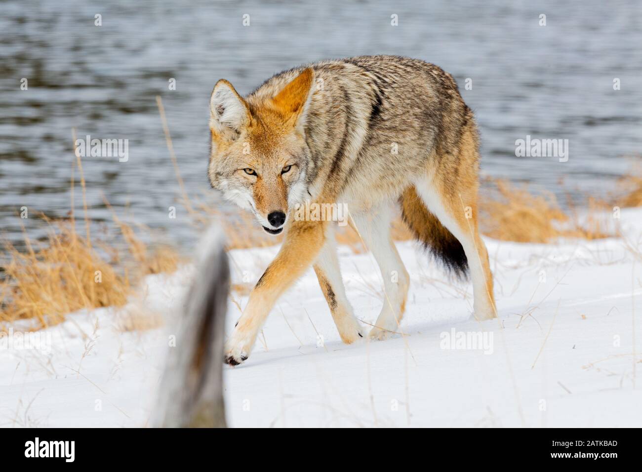 Coyote dans la neige, Yellowstone National Park, Wyoming, États-Unis. Banque D'Images