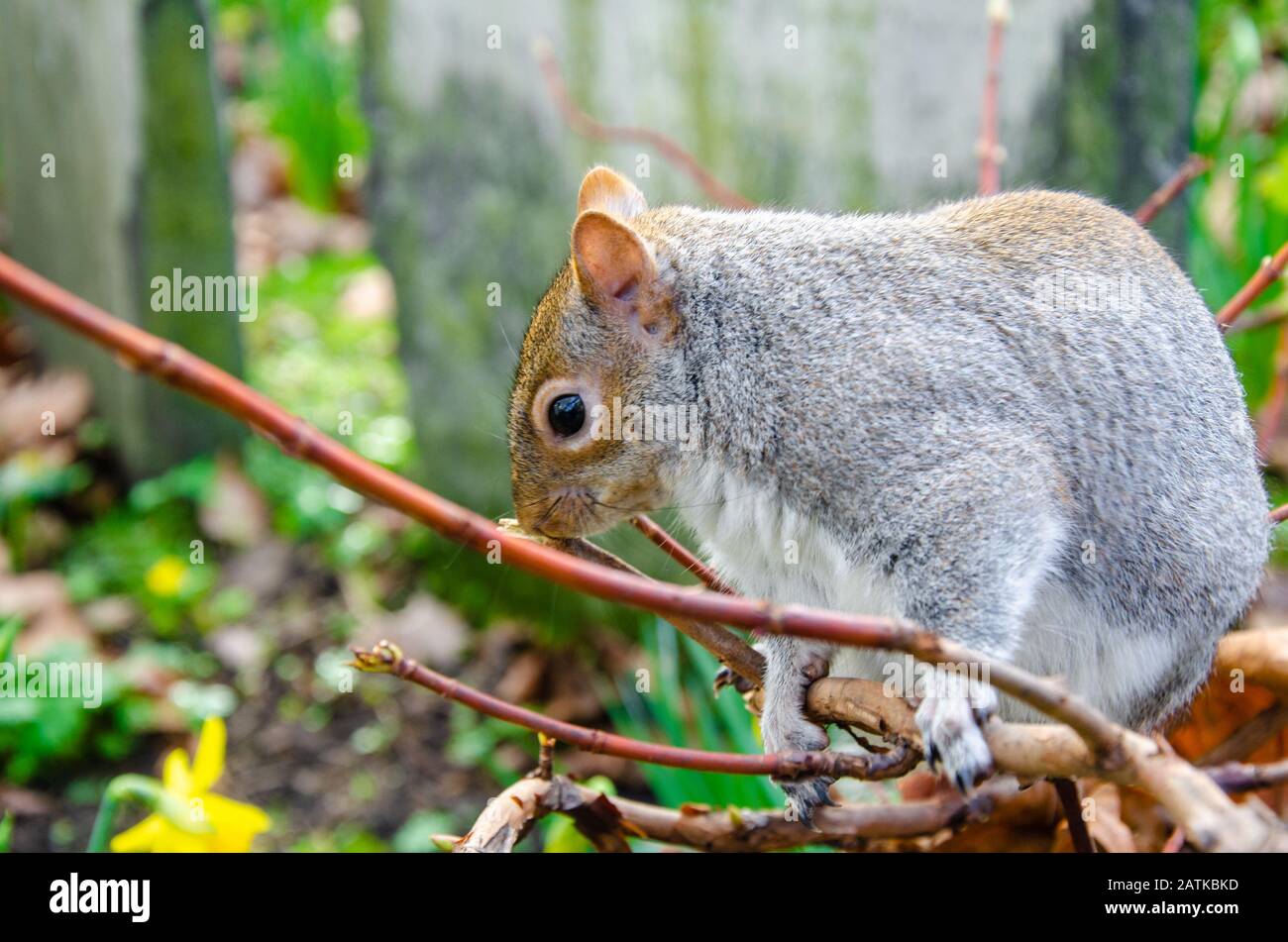 Vue rapprochée d'un écureuil gris dans un parc. Banque D'Images