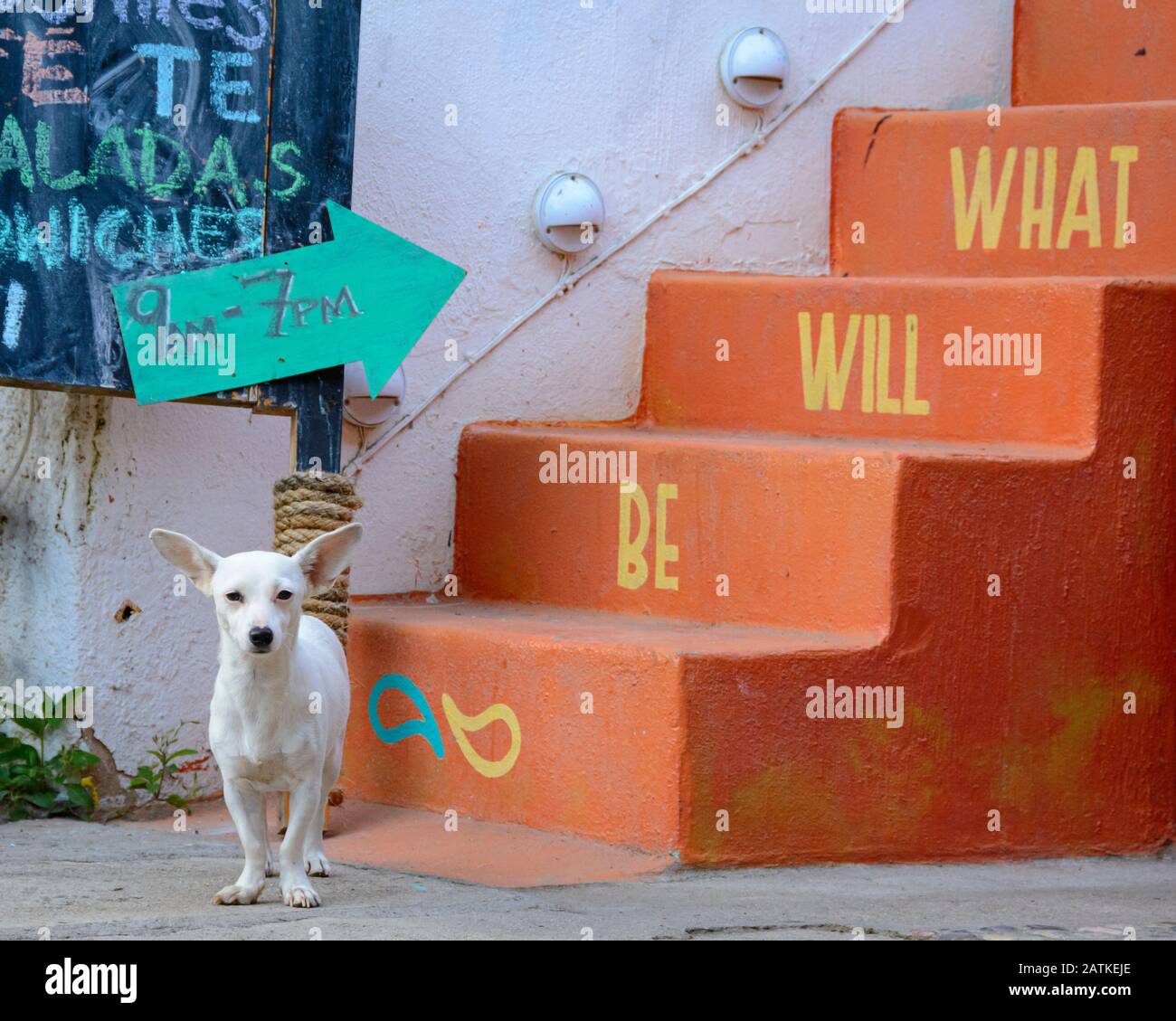 Chihuahua chien et signes; San Francisco ('San Pancho'), Nayarit, Mexique. Banque D'Images
