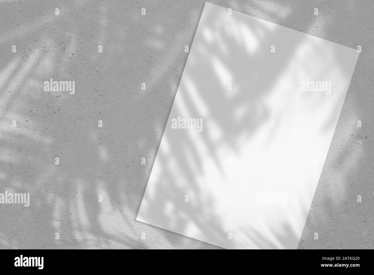 Affiche rectangulaire blanche vide ou maquette de carte avec ombres à feuilles de palmier Banque D'Images
