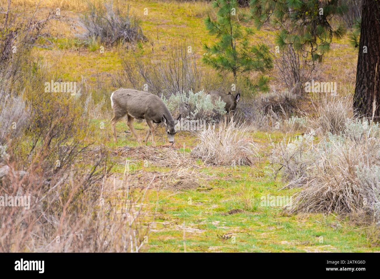 Cerf broutant parmi les Sagebrush Banque D'Images