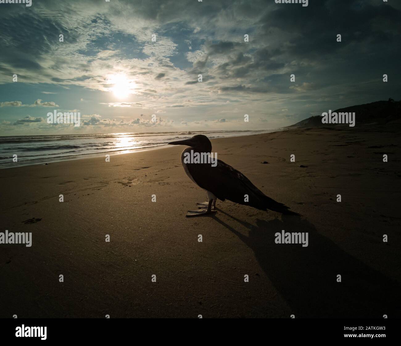 Petit oiseau de mer calme dans le sable dans le contre-jour. Banque D'Images