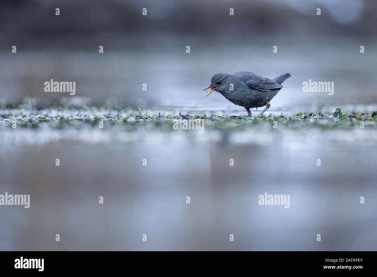 American Dipper, Bridger-Teon National Park, Wyoming, États-Unis. Banque D'Images