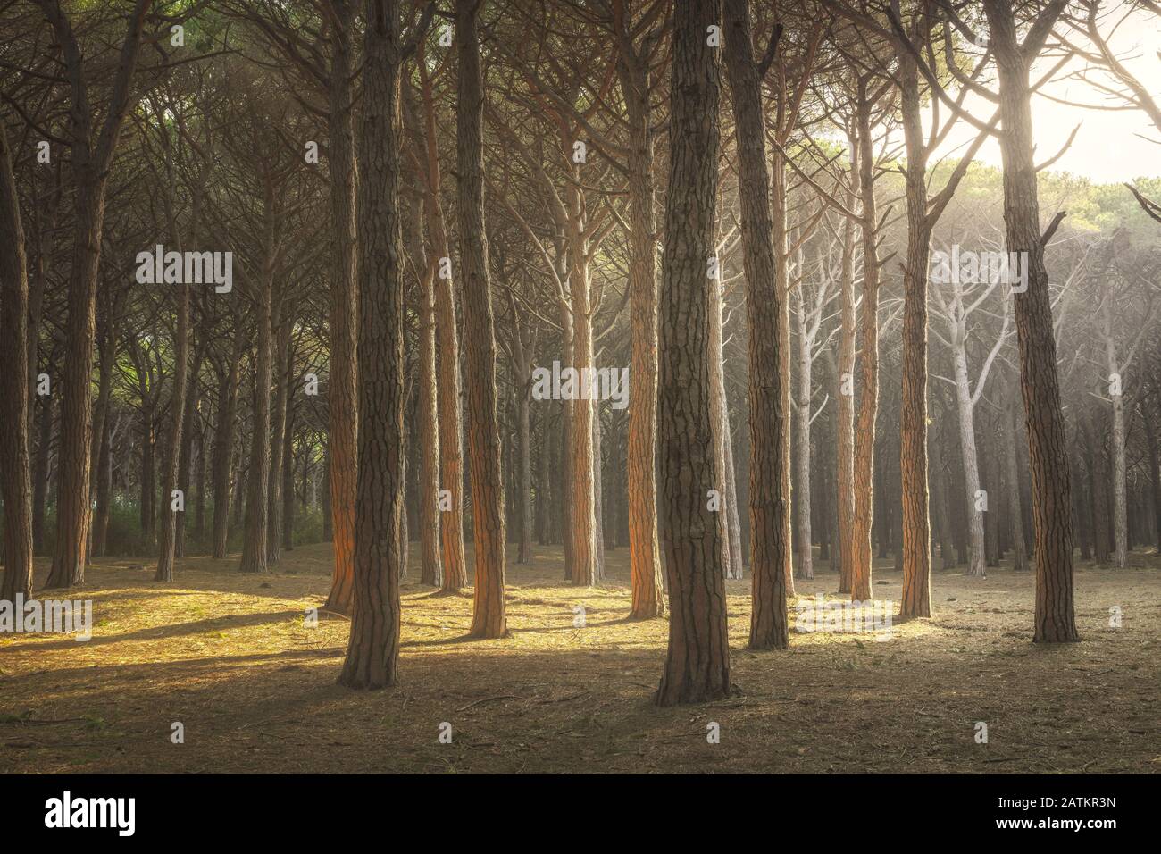 Itaian Maritime Pine Tree misty Forest ou pinewood, Tombolo de Marina di Cecina, Maremma, Toscane, Italie. Banque D'Images
