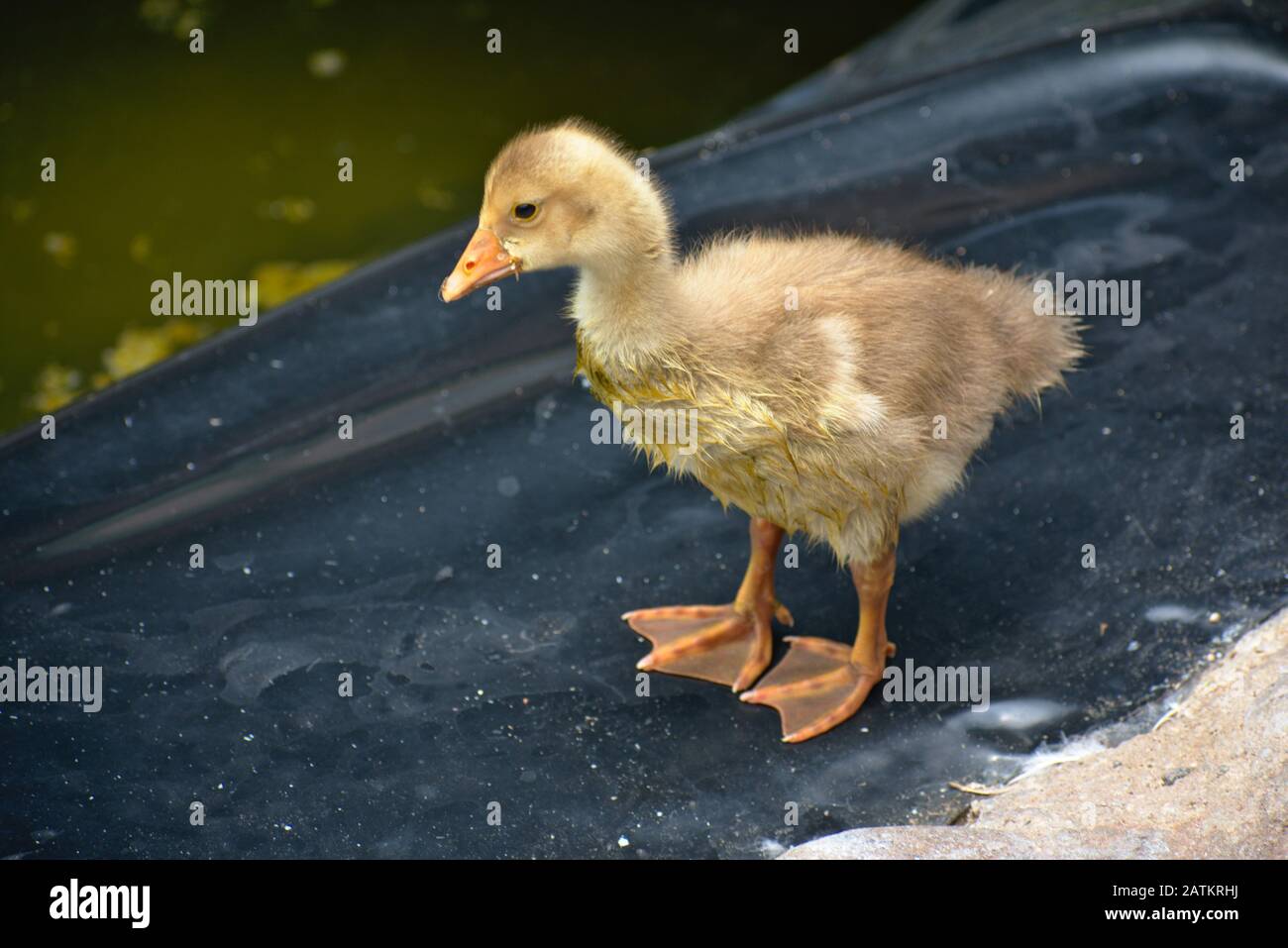 Babby boie jaune debout près d'un étang à Barranco Miraflores Lima Banque D'Images