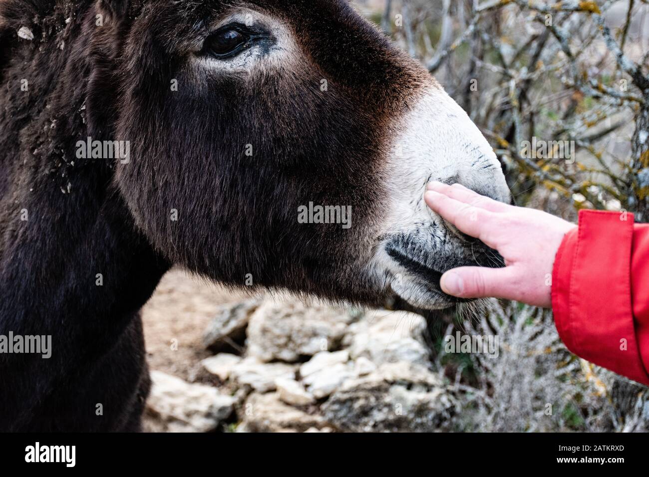 Une main d'homme touchant l'âne dans le champ Banque D'Images