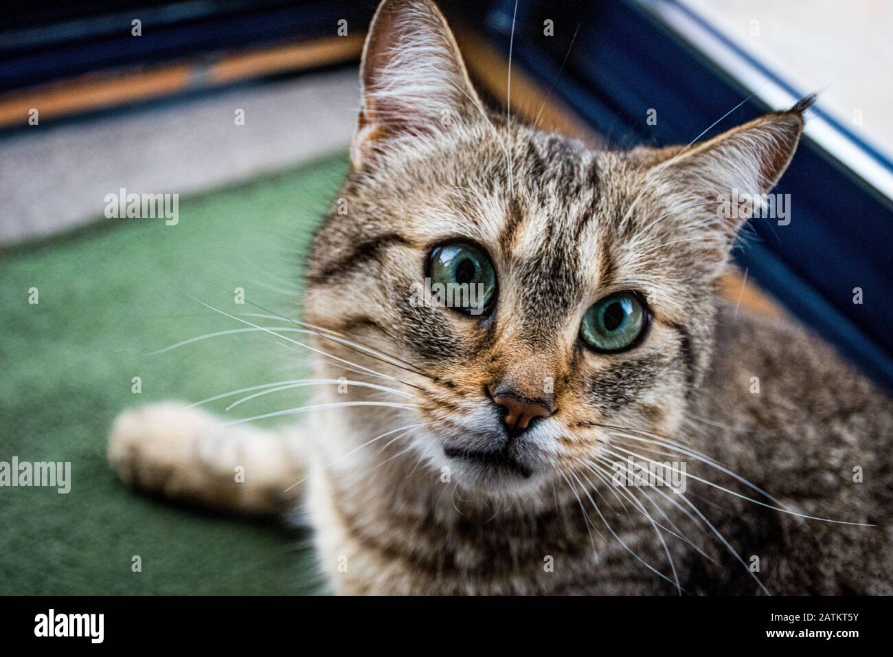 Un portrait surprise de gros plan de chat domestique Banque D'Images